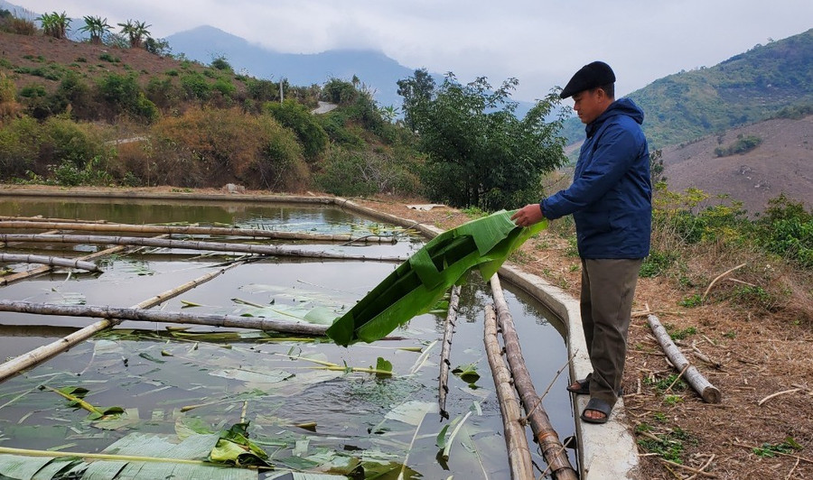 Ông Thào là tấm gương điển hình vươn lên thoát nghèo ở xã Tam Chung. Ông Thào là tấm gương điển hình vươn lên thoát nghèo ở xã Tam Chung.