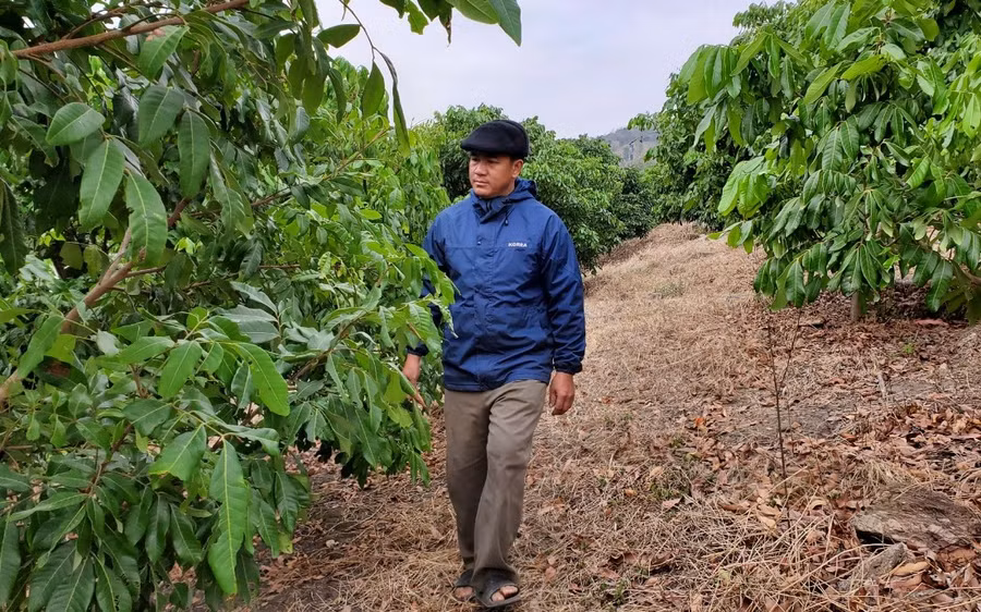 Sau 7 năm "khởi nghiệp", ông Thào đã có 3ha cây ăn quả.