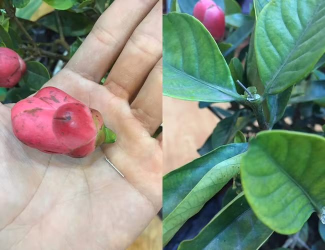 Hoa hải đường fake được gắn vào thân cây.