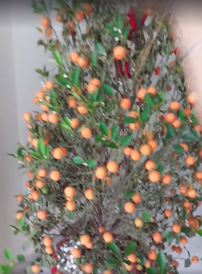 Nhưng chưa hết Tết cây đã trụi lá.