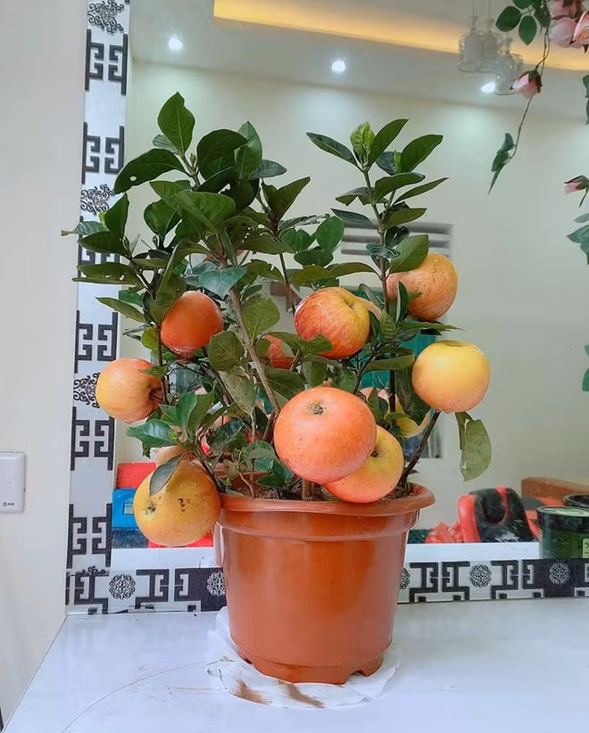 cay-canh-choi-tet-05