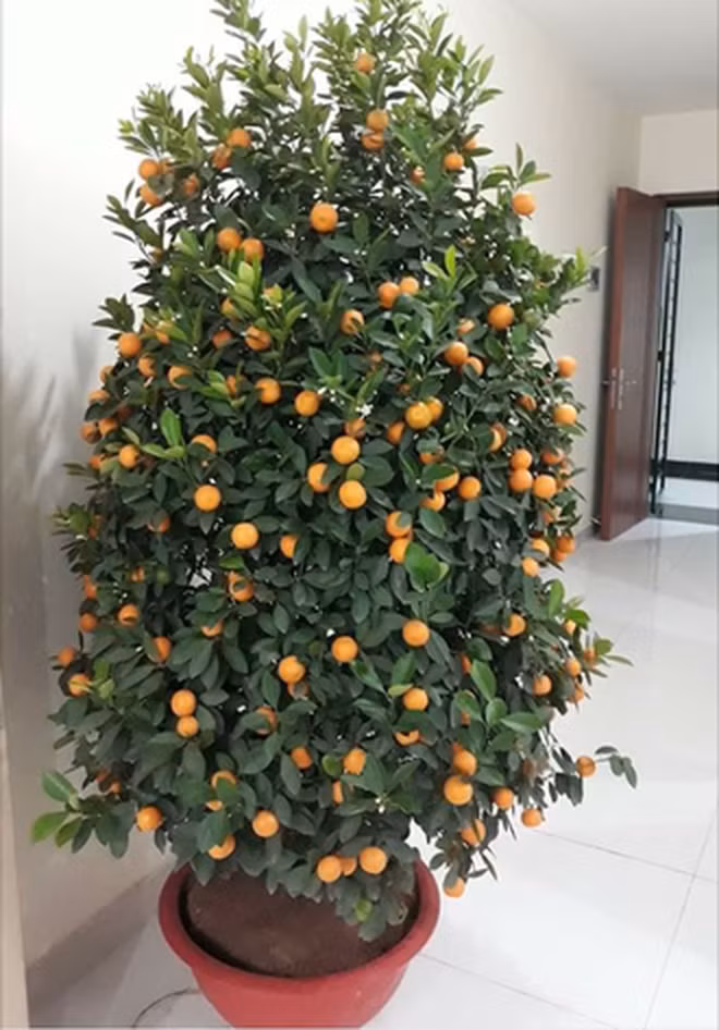 Lúc mua thì đẹp lung linh.