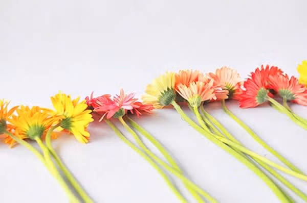 cach cam hoa dong tien don gian ma dep cho dip tet - 4