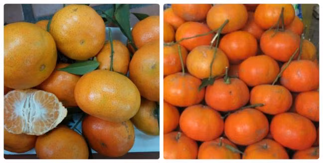 Cách phân biệt cam canh Việt Nam và cam Trung Quốc 