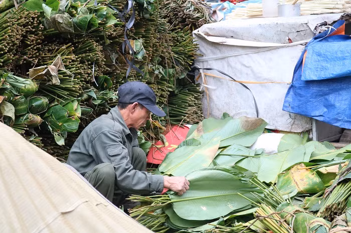 Lượng lá dong và dây lạt được các tiểu thương nhập về rất dồi dào cùng với thời gian mở hàng không hạn chế tạo điều kiện cho nhiều người đến lựa chọn.