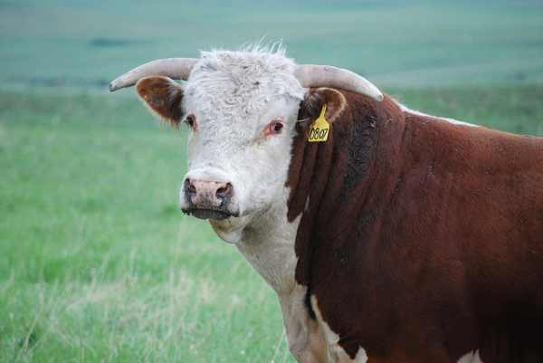 6 phương pháp chữa bệnh kỳ lạ nhất thế giới hình ảnh 2 6 phuong phap chua benh ky la nhat the gioi hinh anh 2