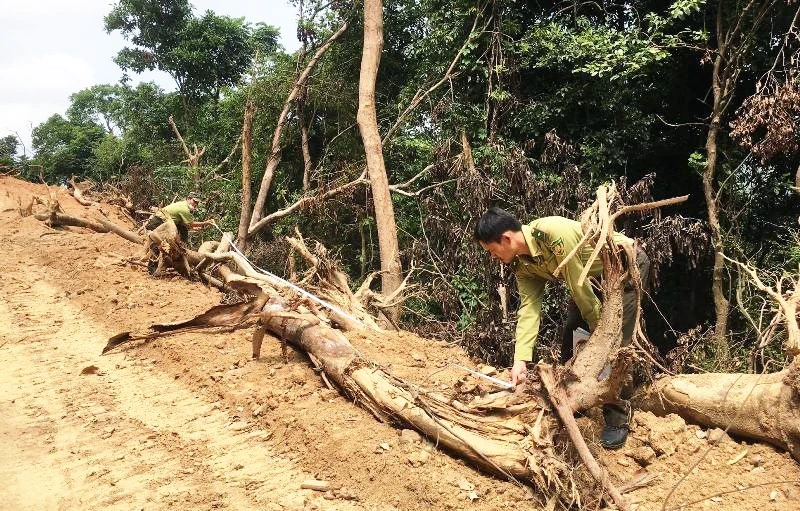 Lực lượng Kiểm lâm kiểm tra tại hiện trường phá rừng tự nhiên thuộc dự án Kfw6 để mở đường. (Ảnh: Kiểm lâm cung cấp)