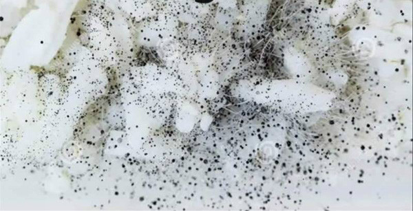 Phan biet gao gia 4 Phan biet gao gia 4