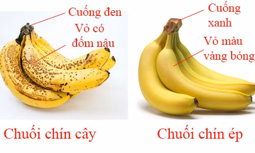 Chuối chín tự nhiên và chuối chín do xử lý hóa chất.