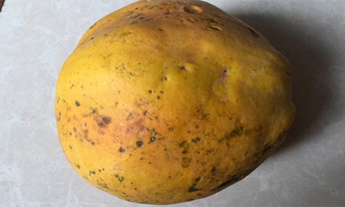 Đu đủ chín cây có vỏ không bóng đẹp như khi xử lý hóa chất.