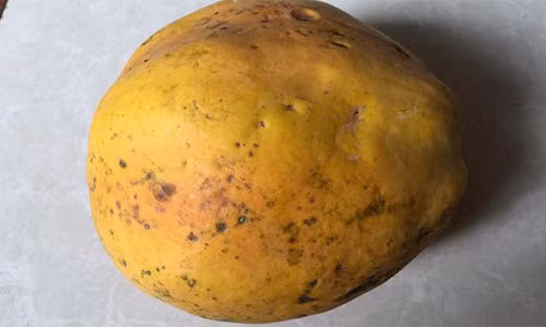 Đu đủ chín cây có vỏ không bóng đẹp như khi xử lý hóa chất.