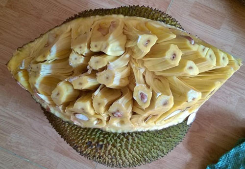 Mít chín đúng độ thu hoạch có gai mít nở to, khoảng cách giữa các gai mở rộng.