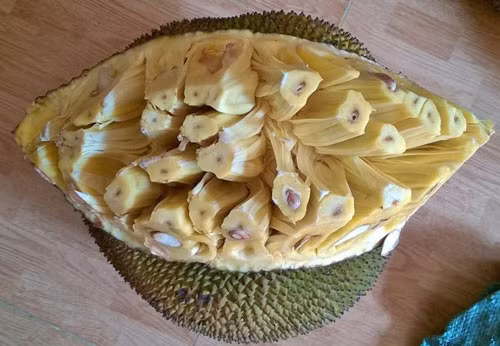 Mít chín đúng độ thu hoạch có gai mít nở to, khoảng cách giữa các gai mở rộng.