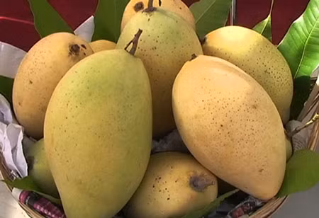 Xoài có phần thịt gần cuống nhô ra, trên vỏ có vết chấm đen nâu. Ảnh:xoaicatchu.