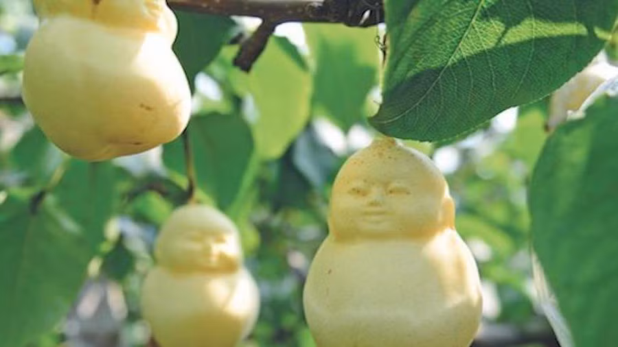 Vườn lê em bé như trong "Tây Du Ký" của nông dân Trung Quốc.