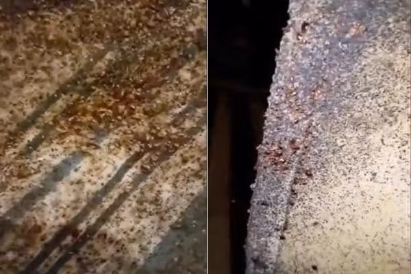  6 năm không giặt chăn đệm, hai vợ chồng “hoảng hồn” phát hiện thứ khủng khiếp khi lật đệm lên 