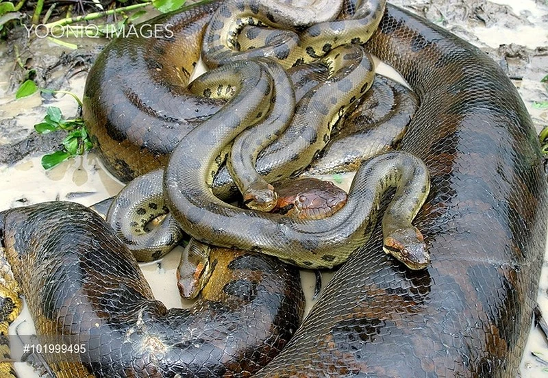 Trăn Anaconda.