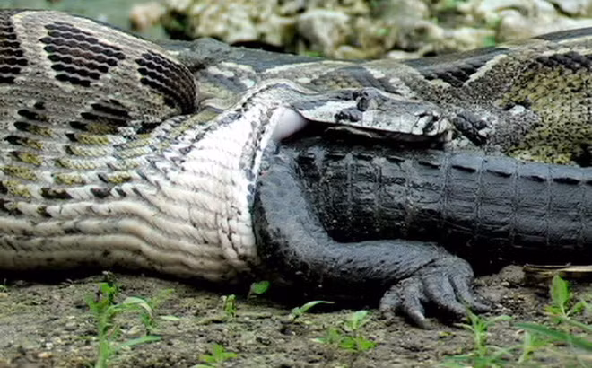 ven man bi an ve loai "quai vat" khong lo dang so nhat rung amazon hinh anh 5