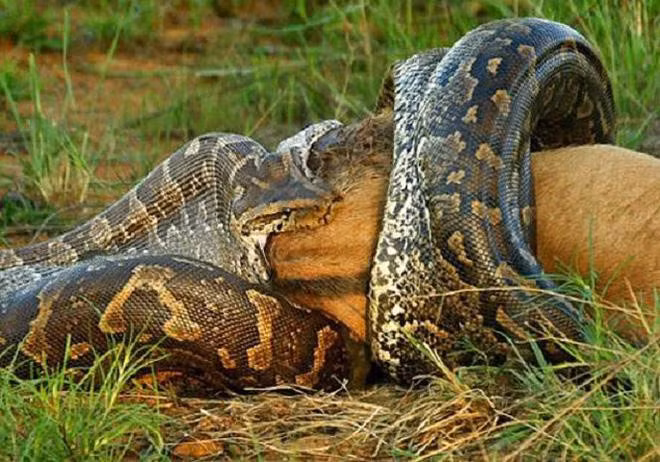 ven man bi an ve loai "quai vat" khong lo dang so nhat rung amazon hinh anh 4