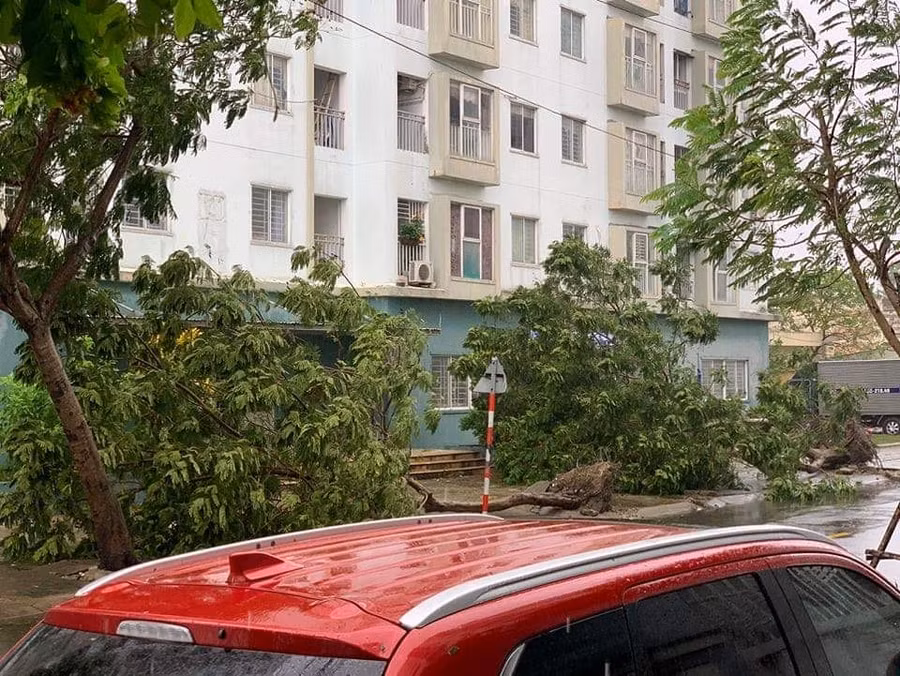 Đà Nẵng: Nước biển tràn bờ, cây cối đổ rạp trong bão ảnh 9