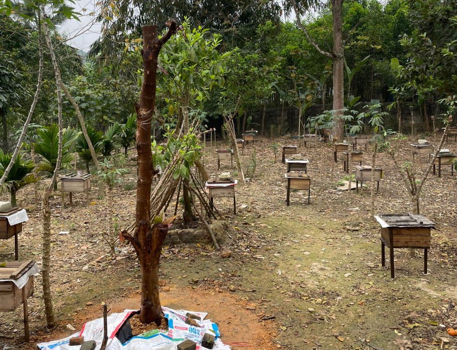 Anh Bạch Thanh Tùng phát triển nghề “nuôi ong lấy mật”, đem lại nguồn thu nhập hàng trăm triệu đồng/năm.