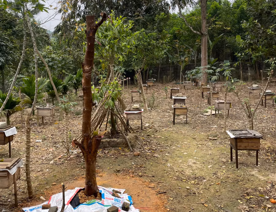 Anh Bạch Thanh Tùng phát triển nghề “nuôi ong lấy mật”, đem lại nguồn thu nhập hàng trăm triệu đồng/năm.