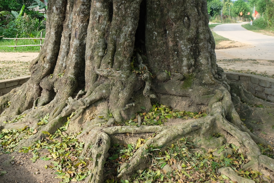 Chu vi gốc cây ở vị trí sát mặt đất là 7,06m. Chu vi gốc cây ở vị trí sát mặt đất là 7,06m.