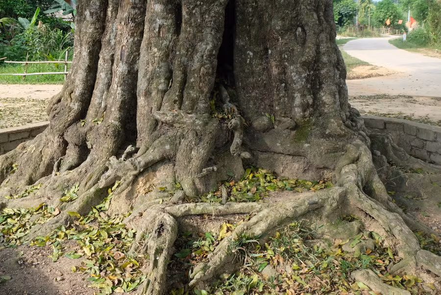 Chu vi gốc cây ở vị trí sát mặt đất là 7,06m.