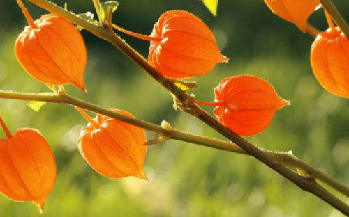 Nhân sâm Ấn Độ Ashwagandha. Nhân sâm Ấn Độ Ashwagandha.