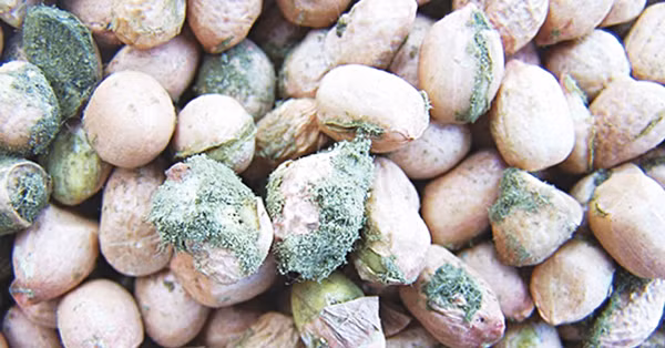 nam-moc-moi-hiem-hoa-voi-suc-khoe-2