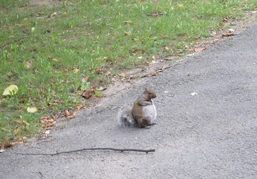 Phát hiện giống sóc mới có hình cầu. Phát hiện giống sóc mới có hình cầu.