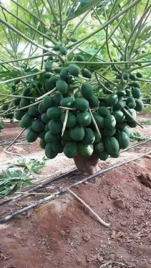 Lùn nhưng phụ tùng đầy đủ.