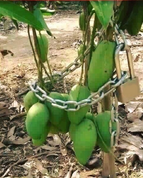 Tuyệt chiêu giữ gìn trái cây. Tuyệt chiêu giữ gìn trái cây.