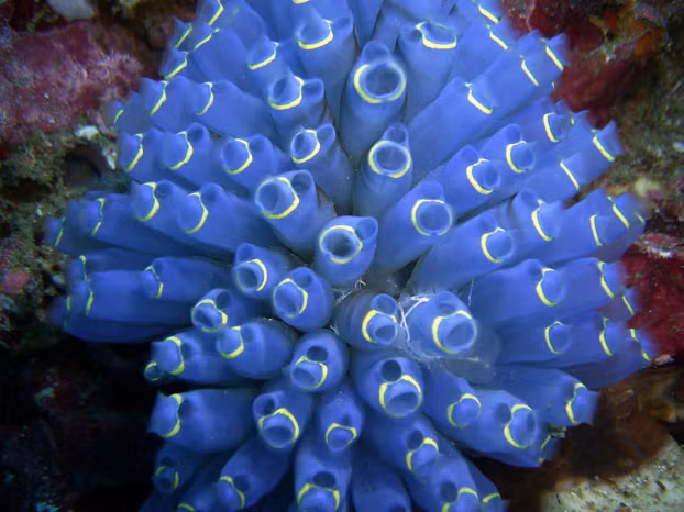 5 loài động vật thần kỳ có khả năng tự mọc lại bộ phận trên cơ thể 2