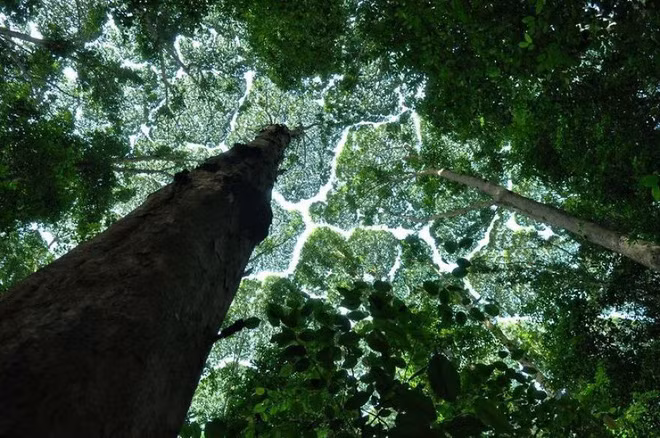 Không phải ảnh photoshop, đây là hiện tượng cực lạ ở một số loài cây - Ảnh 4.