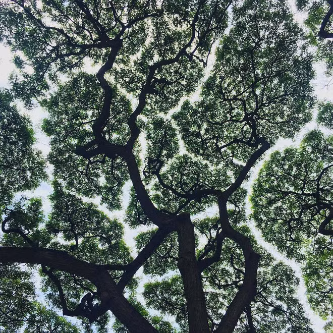 Không phải ảnh photoshop, đây là hiện tượng cực lạ ở một số loài cây - Ảnh 15.