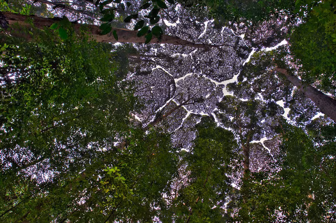 Không phải ảnh photoshop, đây là hiện tượng cực lạ ở một số loài cây - Ảnh 8.