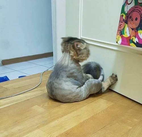 Nỗi lòng khi cắt tóc thất bại. Nỗi lòng khi cắt tóc thất bại.