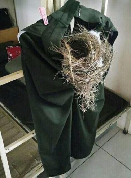 Nơi chim làm tổ. Nơi chim làm tổ.