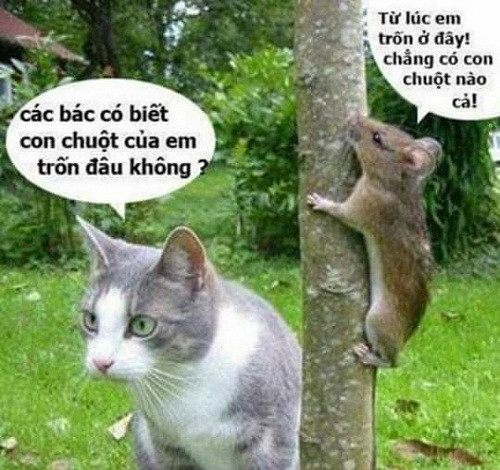 Khi mèo chuột rủ nhau chơi trốn tìm. Khi mèo chuột rủ nhau chơi trốn tìm.