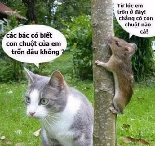 Khi mèo chuột rủ nhau chơi trốn tìm. Khi mèo chuột rủ nhau chơi trốn tìm.