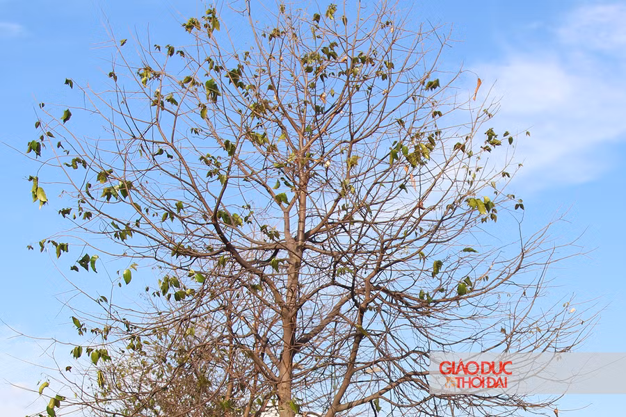 Rất nhiều cây đã bị sâu ăn đến trơ trụi.