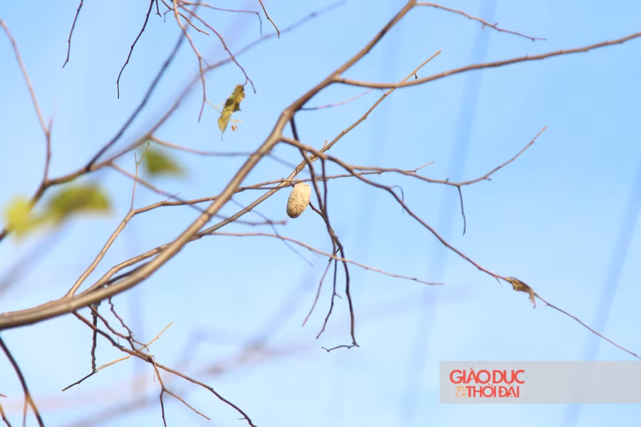Sau khi sâu đóng thành kén ngay trên cành cây, nhiều cây chỉ thấy kén sâu, không còn lá.