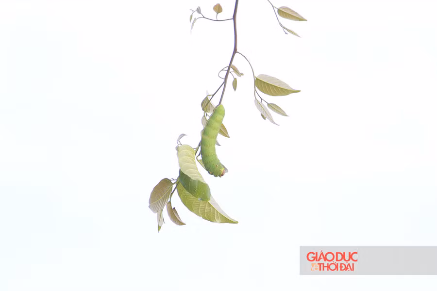 Loại sâu ăn lá có màu xanh, chiều dài từ 4cm đến 5cm.