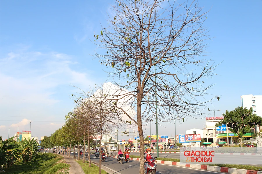 TP.HCM: Cây xanh trụi lá vì sâu lạ tấn công, thuốc phun bất lực