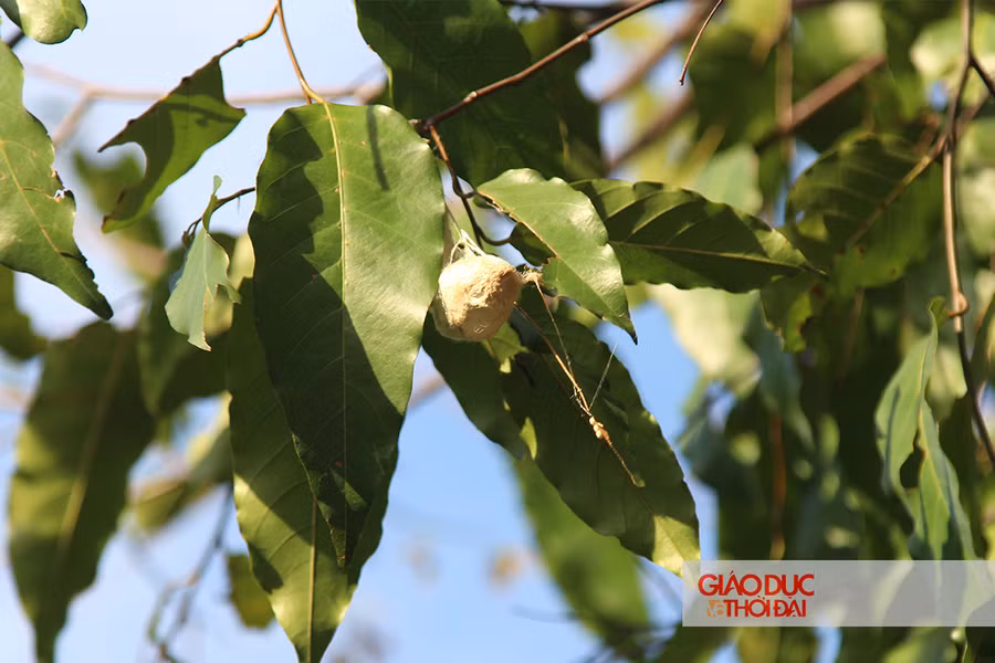 Những cây còn tươi tốt cũng không thoát khỏi sự tấn công của loại sâu này.