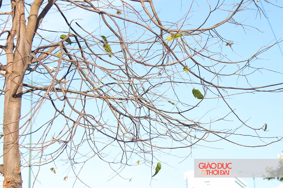 Tán cây chỉ còn lại cành khô trơ trụi vì sâu ăn.