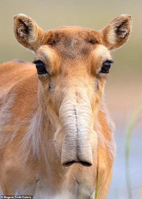 Hình ảnh hiếm hoi về loài linh dương từ kỷ băng hà - Ảnh 1.