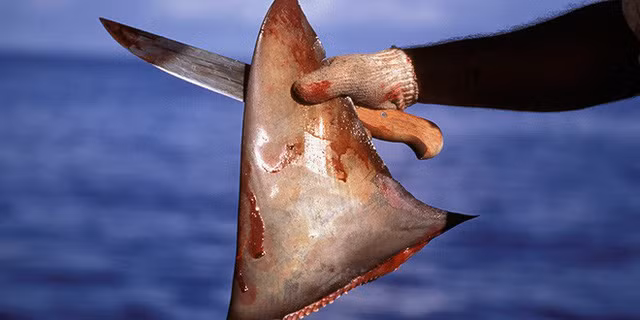 Tuy được đánh giá là món ăn đẳng cấp, xa hoa nhưng cách làm ra món ăn này lại khiến nhiều người lên án vì tính tàn ác khi cắt vây của những con cá mập