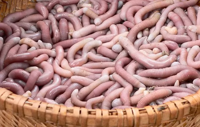 Món hải sản đắt hơn vàng 24k ngon trứ danh ở Quảng Ninh ảnh 1